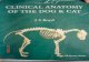 Anatomia Clinica a Cainelui Si Pisicii
