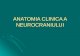Anatomia Clinica a Neurocraniului