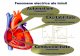Fiziologie cardiovasculara - fenomene electrice ale cordului