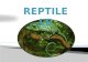 Reptile - Animale Vertebrate