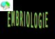 Embriologie   sistemul nervos