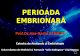 5 Embriologie 3 Perioada Embrionara