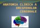 Anatomia Clinica a Emisferelor Cerebrale