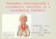 Anatomia Chirurgicala a Sistemului Vascular Si Limfatic
