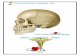 Toteanu_Cristina Anatomia Corpului Uman