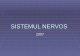 Anatomia Sistemului Nervos
