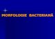Cursul 2 Morfologie Bacteriane