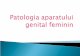 LP05 Genital Feminin
