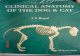 Anatomia clinica a cainelui si a pisicii