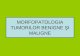 Morfopatologia Tumorilor Benigne +Pi Maligne