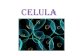 Celula eucariota curs2