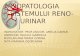Proiect Fiziopatologie Sistem Reno Urinar