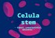 Celula stem - tipuri, caracteristici, aplicatii