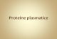 214700976 Proteine Plasmatice