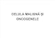 CELULA MALIGN¦é +×I ONCOGENELE