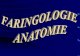 1. Anatomia, Fiziologia , Fiziopatologia Faringelui