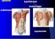 Muschii toracelui si abdomenului