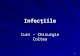 07 Infectiile I.ppt