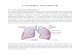Cancerul pulmonar - iocn.ro i-Broşuri/00000772/0opmf... · PDF fileOdată stabilit diagnosticul de cancer bronhopulmonar, se va determina gradul de răspândire a bolii, aceşti