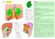 LP 23 RINICHII Rinichii - work. I/Semestrul-I/Anatomie/Material LP... · PDF file3.Marginea medial ă prezint ă hilul renal în care p ătrund elementele pediculului renal (vena