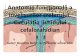 Anatomia funcţională a învelişurilor creierului ... · PDF filesubarahnoidean (cavitas subarahnoidalis) umplut ... •Pereţii laterali ai sinusurilor posedă multiple orificii
