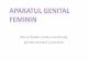 Uterul (fazele ciclului menstrual), glandamamară şi placenta · septuri desprinse din decidua bazală (porțiunea din endometru situată între embrion și miometru) Circulația