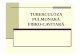 TUBERCULOZA PULMONARĂ FIBRO-CAVITARĂ · Disectia acuta de aorta Alte patologii Pleurezia Pneumonia Angina pectorala Boala ulceroasa Pancreatita acuta Colecistita acuta. Tratament
