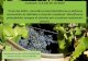 Harvesting Grapes PowerPoint Presentation · Baza de date privind evoluțiacompușilorfenolici (antociani, polifenoli totali) în timpul procesului de macerare fermentare pe boștină(8