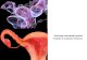 Patologia sistemului genital feminin ب™i a glandei . Tema: Patologia sistemului genital feminin ب™i